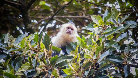 Premium Costa Rica