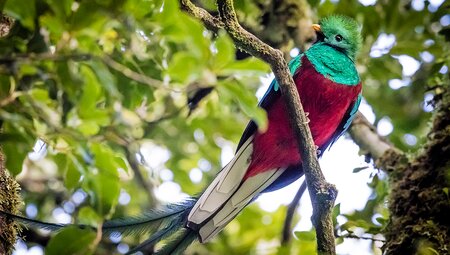 Real Guatemala to Costa Rica