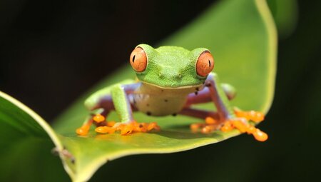Real Guatemala to Costa Rica