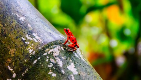 Costa Rica & Panama Discovery