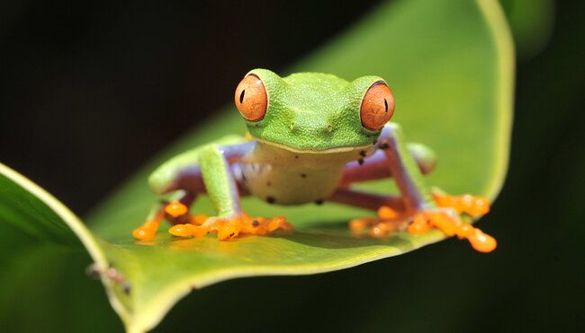 Costa Rica Experience