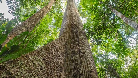 Ecuador: Amazon Jungle Sacha Lodge Short Break