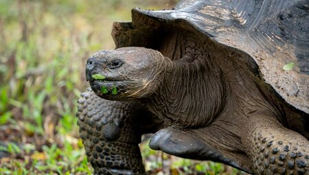 Peru & Galapagos Explorer