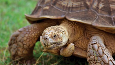 Best of Galapagos 