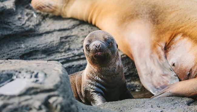 Galapagos Island Hopping