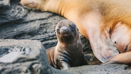 Galapagos Island Hopping