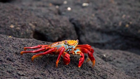 Galapagos Family Holiday