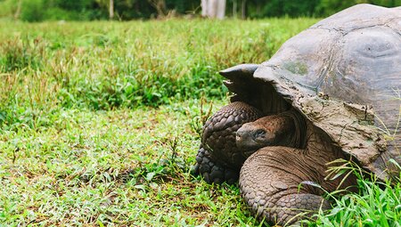 Ultimate Galapagos: Central Islands (Grand Daphne)