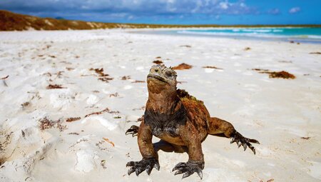 Ultimate Galapagos: Central Islands (Grand Daphne)