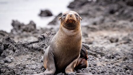 Classic Galapagos: South Eastern Islands (Grand Queen Beatriz)