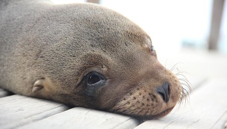 Classic Galapagos: Central Southern Islands (Grand Queen Beatriz)