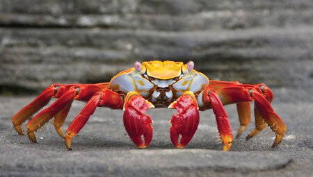 Galapagos Encounter: Southern Islands (Grand Queen Beatriz)