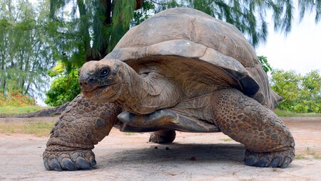 Galapagos Encounter: Southern Islands (Grand Queen Beatriz)