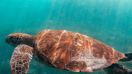 Galapagos Encounter: Central Islands (Grand Queen Beatriz)