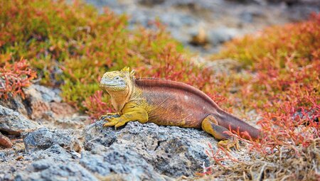 Galapagos Encounter: Central Islands (Grand Queen Beatriz)