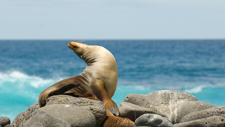 Galapagos Voyager: Central Islands (Grand Queen Beatriz)