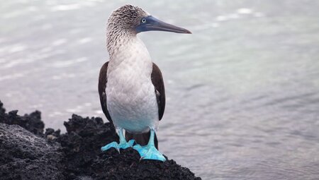 Galapagos Voyager: Central Islands (Grand Queen Beatriz)