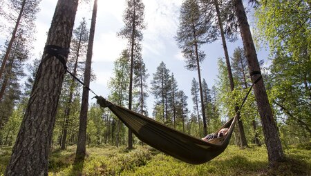 Intrepid traveller in hammock strung amongst a Finland forest preps to rest overnight