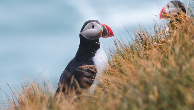 Iceland Discovery - 1
