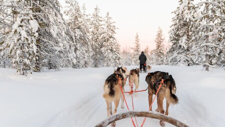 Travellers enjoy husky ride in the thick of winter in Finland