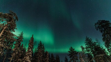 Green glow of the Northern Lights with pine trees on horizon in Finland
