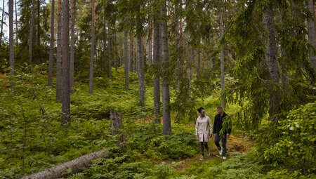 Travellers talk and laugh together while hiking through Sweden's forests