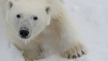 Reindeer running by during a hike on Spitsbergen