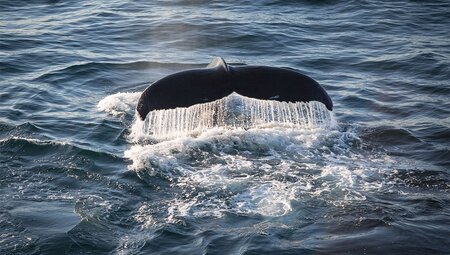 Humpback whale sighted off the coast of Greenland