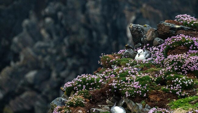 Northern fulmar nesting among bright wildflowers on St Kilda Island in the North Atlantic