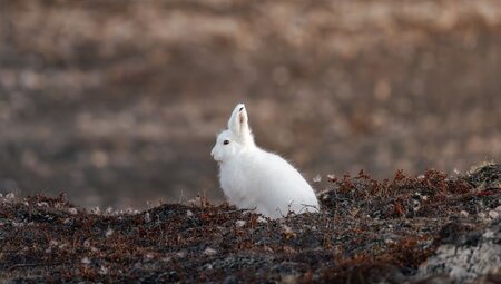 Arctic rabbit in the dark foliage of Ella Island off Greenland
