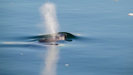 Humpback whale in the bay of Eqip Sermia