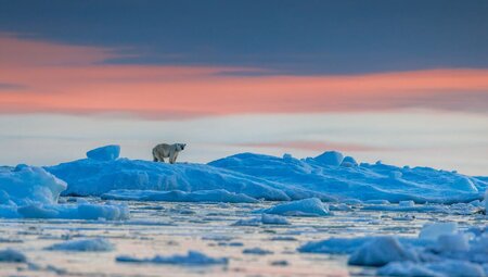 A Polar Bear wanders the icey landscape around Scoresbysund, Greenland