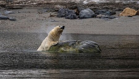 Polar bears emerging from the sea at Ny London