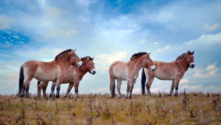 Group of four Przewalski's wild horses stand on steppe grassland in Khsutai National Park