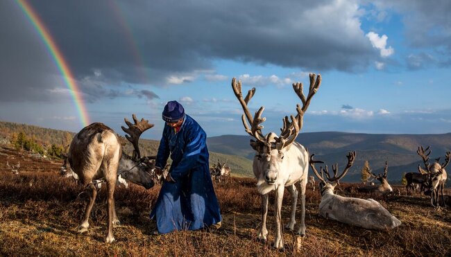 Tsaatan Reindeer herder with his reindeer on a hilltop with a rainbow crossing the background in Mongolia