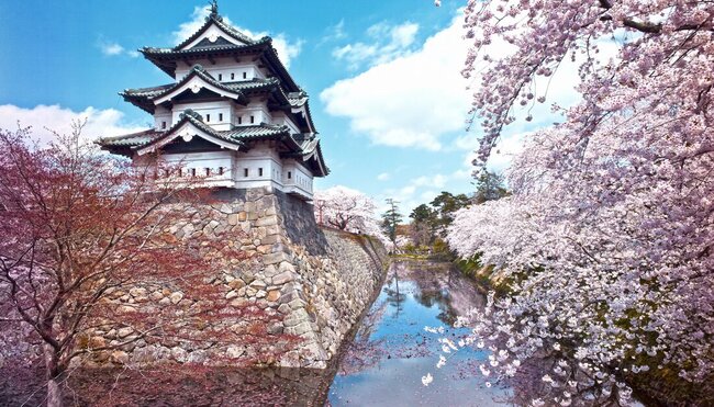 Hirosaki Castle with spring cherry trees blossoming alongside a maple tree on in front of a moat
