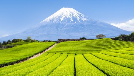 Mount Fuji seen beyond carefully arrayed green fields in the Japanese countryside