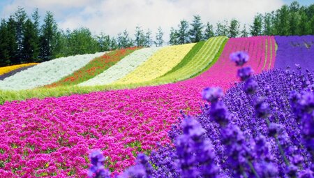 A field with rows of colourful flowers rolls down from a hill with lavender in the foreground and a line of trees beyond