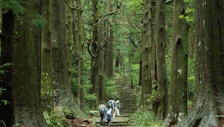 Travellers embark on the Kamuno Kaido forest trail hike