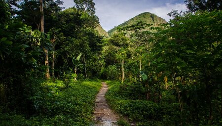 Thick rainforest on either side of a dirt path leading to Wli Waterfall with mountains beyond in Volta Region of Ghana