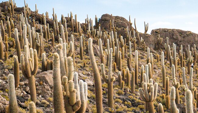 GGBJ_bolivia_salar-de-uyuni_banner