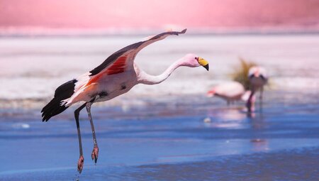 GGBJ_bolivia_salt-lake-flamingo
