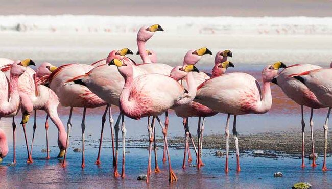 Flamingos gather at salar de uyuni in bolivia