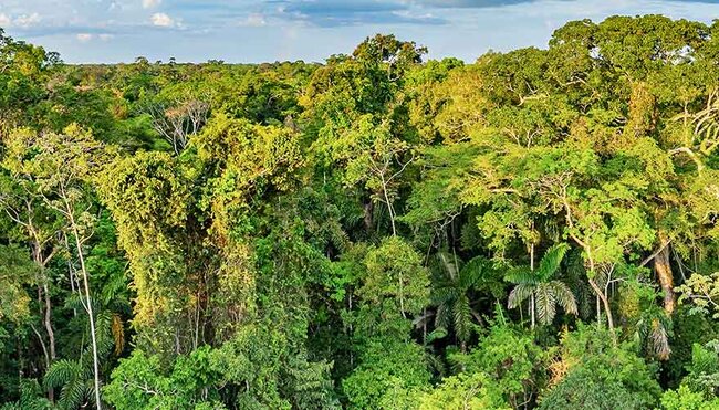 A canopy of trees in the Amazon Jungle