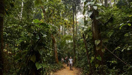 Intrepid travellers and leader walk down a densely green path in the Amazon