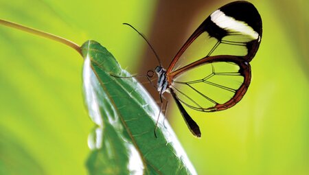 Butterfly in Amazon Jungle, Ecuador