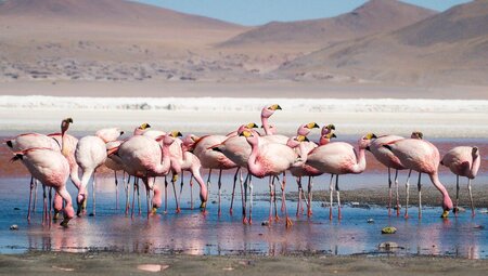 Andean Flamingoes at the Laguna Colorada in Bolivia, near the Chilean border