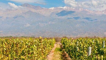 Peregrine Adventures argentina mendoza vineyard mountains green