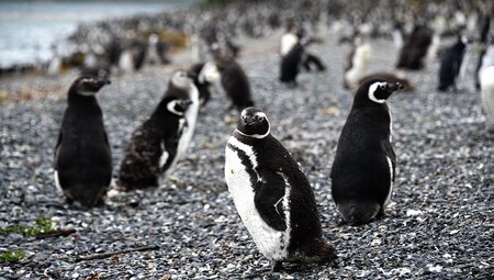 Penguins on Martillo Island, Ushuaia, Argentina