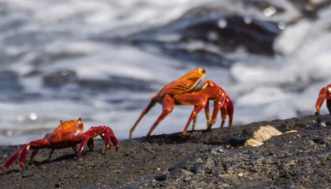 Galapagos Crabs Shore